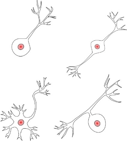 Cells with the same DNA can take many different shapes