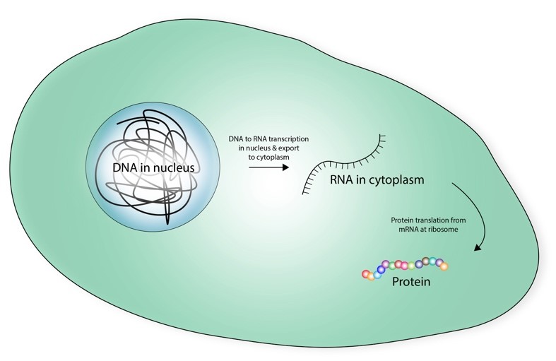 The DNA-RNA-Protein paradigm